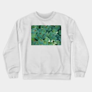 Hosta 'Dinky Donna' oil painting effect. Crewneck Sweatshirt